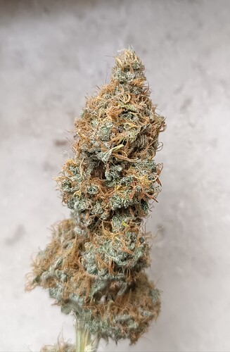 Growreport Bild 6