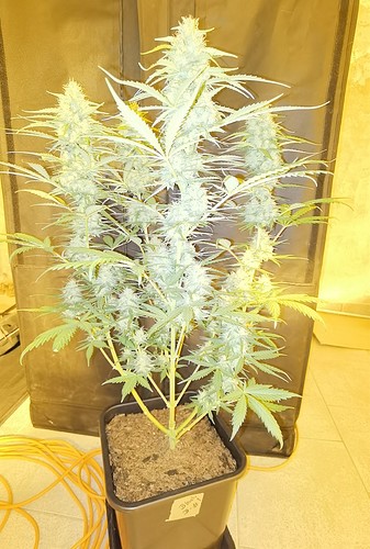 Growreport Bild 23