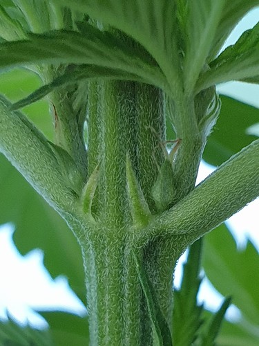 Growreport Bild 5