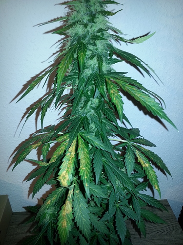 Growreport Bild 2