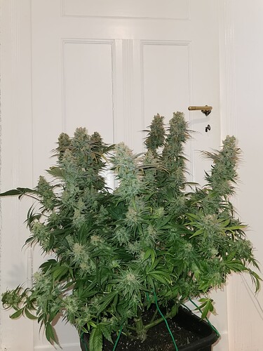 Growreport Bild 6