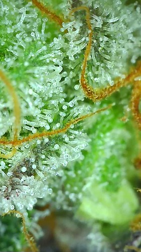 Growreport Bild 105