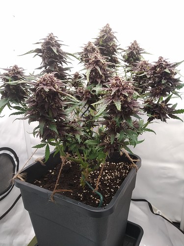 Growreport Bild 4