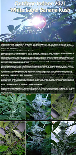 Growreport Bild 8