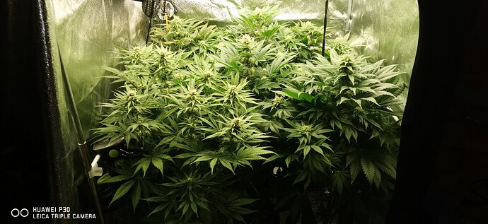 Growreport Bild 28