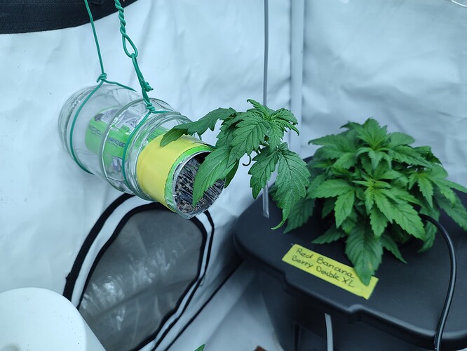 Growreport Bild 17
