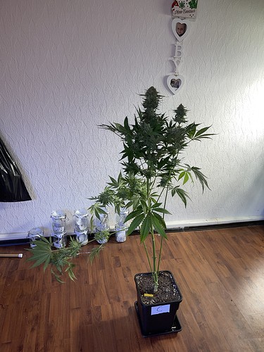 Growreport Bild 12