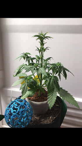 Growreport Bild 32