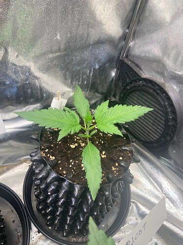 Growreport Bild 6