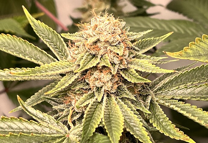 Growreport Bild 7