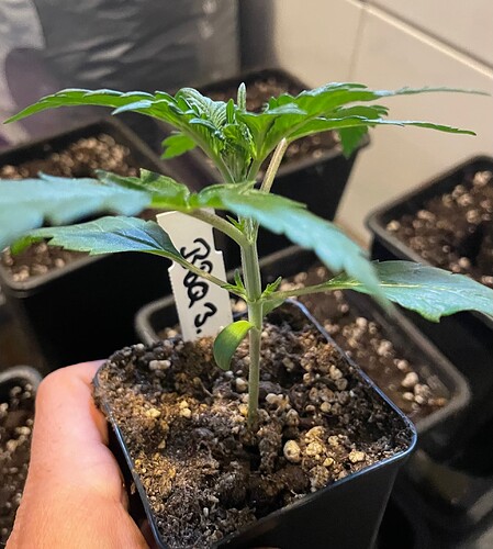 Growreport Bild 4