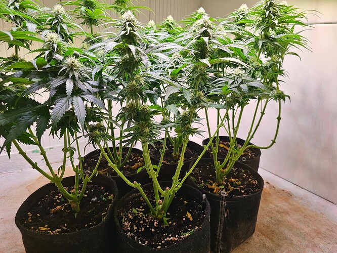 Growreport Bild 7