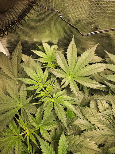 Growreport Bild 8