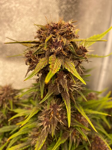 Growreport Bild 7