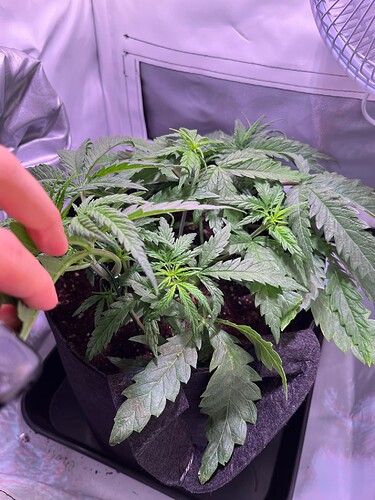 Growreport Bild 4
