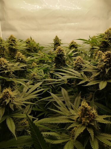 Growreport Bild 13