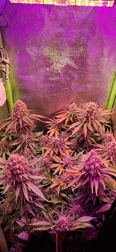 Growreport Bild 4