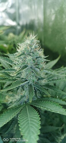 Growreport Bild 6