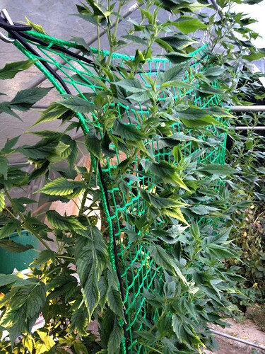 Growreport Bild 12