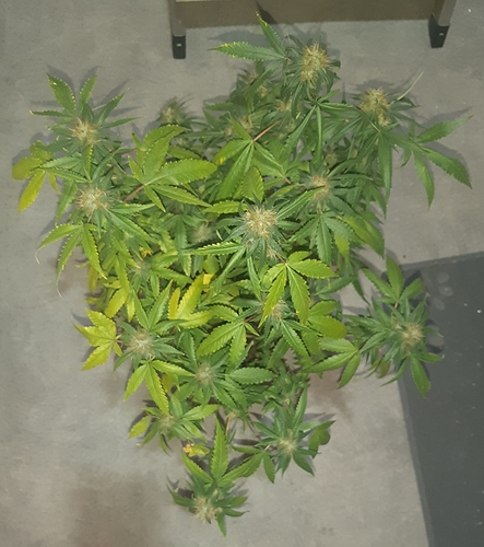 Growreport Bild 2