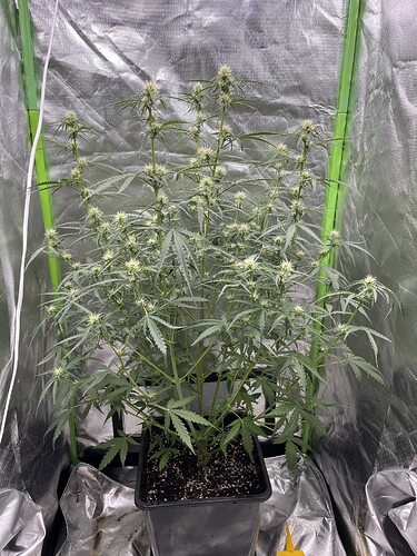 Growreport Bild 20