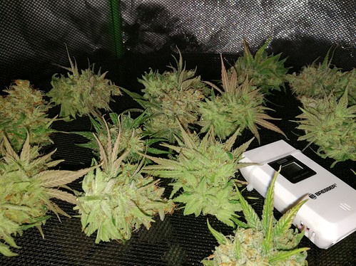 Growreport Bild 3