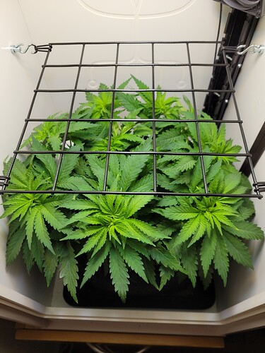 Growreport Bild 2