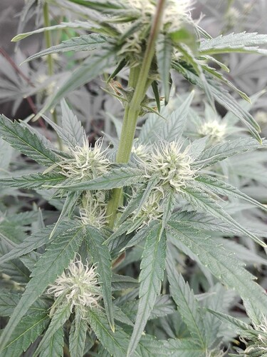 Growreport Bild 7