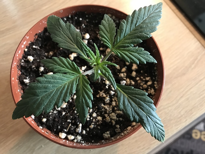 Growreport Bild 2