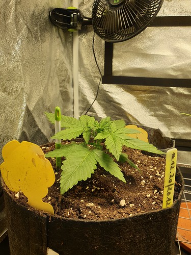 Growreport Bild 9