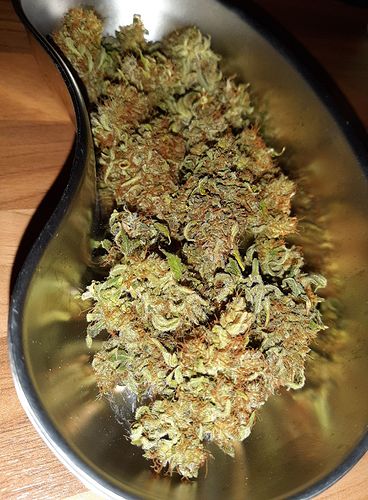 Growreport Bild 12