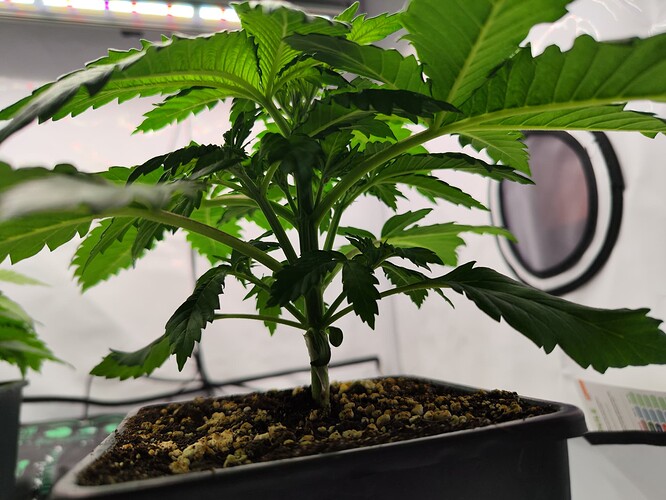 Growreport Bild 6