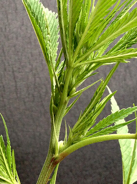 Growreport Bild 9