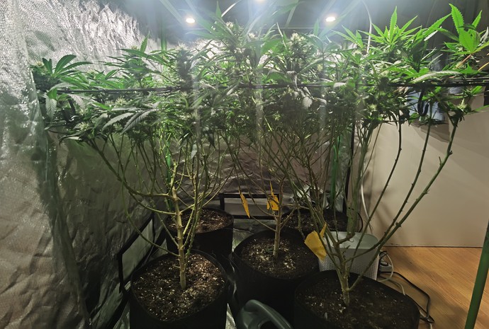 Growreport Bild 1