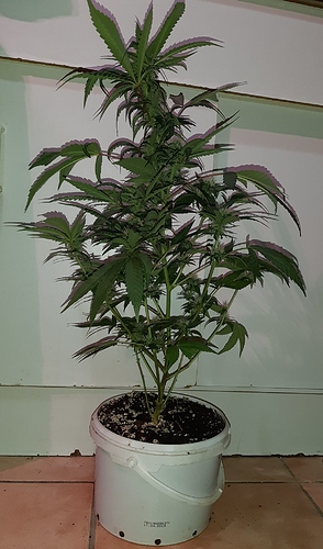Growreport Bild 4
