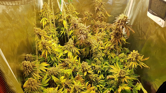 Growreport Bild 3