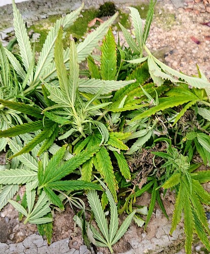 Growreport Bild 10