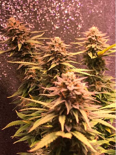 Growreport Bild 5