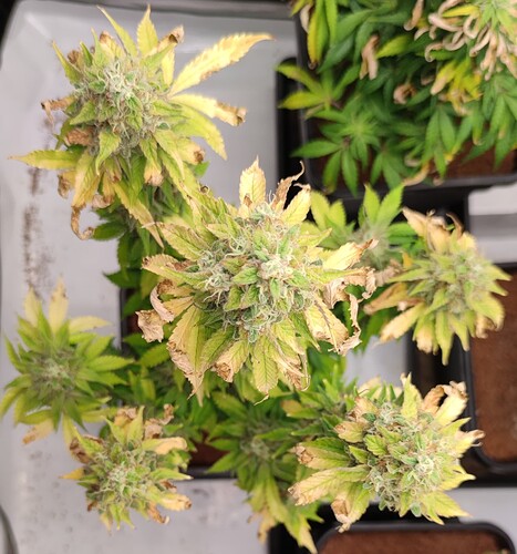 Growreport Bild 2