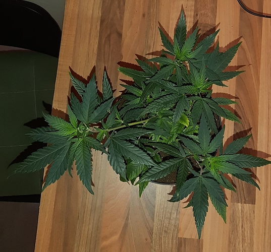 Growreport Bild 17