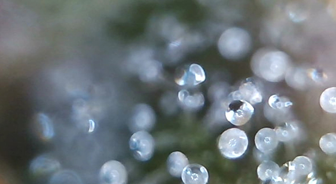 Growreport Bild 7