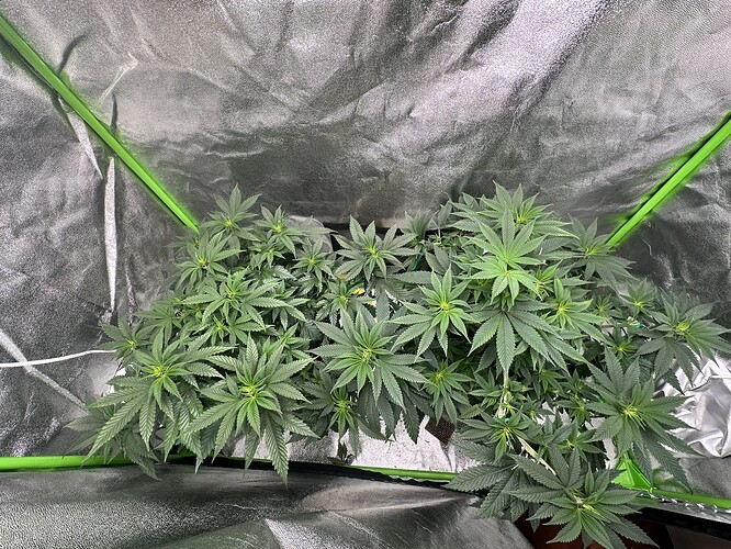 Growreport Bild 1