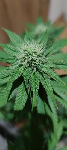 Growreport Bild 4