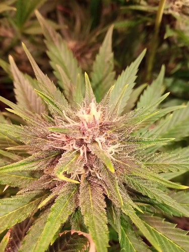 Growreport Bild 2