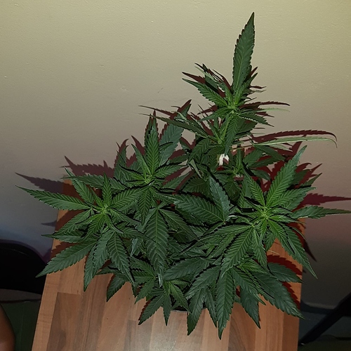 Growreport Bild 11