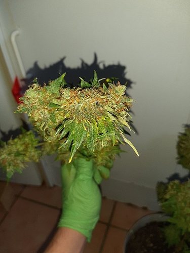 Growreport Bild 8