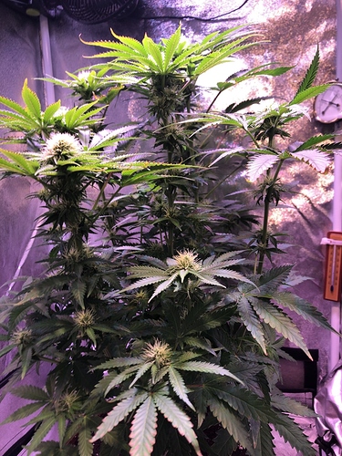 Growreport Bild 9