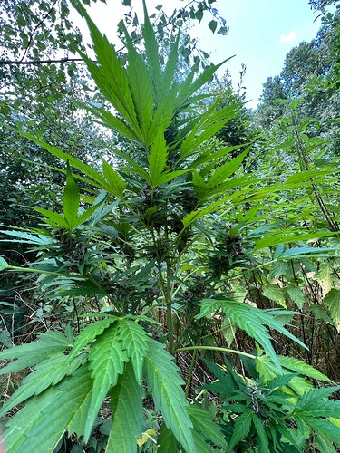Growreport Bild 10
