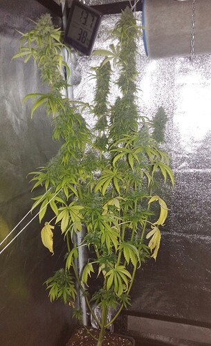 Growreport Bild 21