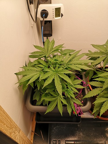 Growreport Bild 2